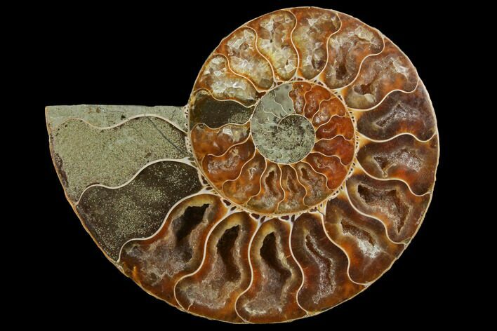 Agatized Ammonite Fossil (Half) - Crystal Chambers #111490